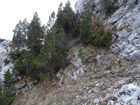 Guère plus bas, dans un travers pentu. On arrive d’entre les pins, à l’horizontale