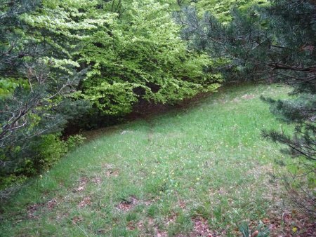 Dans le retro : ici, c’est la sortie de la forêt, et l’arrivée sur la croupe herbeuse. La trace se devine légèrement sous les branches basses