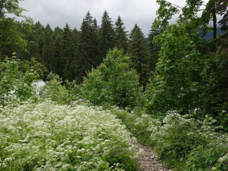 C’est parti dans la verdure.