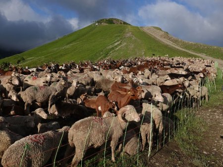 Moutons et chèvres sont parqués pour la nuit (et les patous aussi).