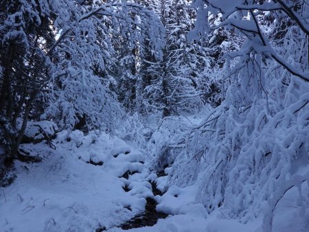 Montée dans la forêt saupoudrée...