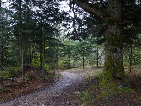 Retour en forêt...