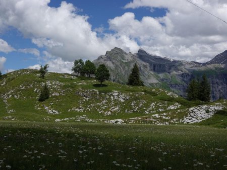 Sur les prairies du collet d’Anterne.