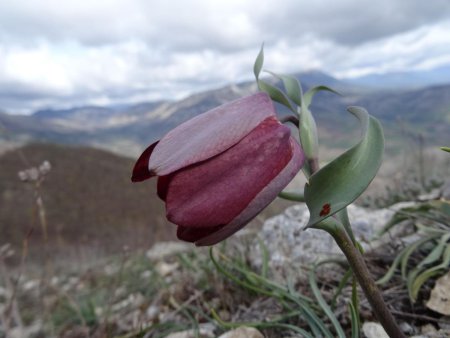 Fritillaire du Dauphiné