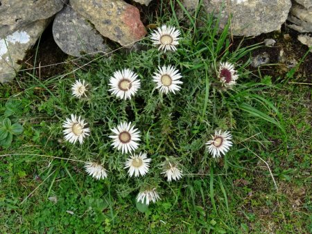 Un bouquet de carline