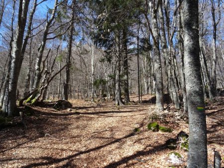 Un peu plus haut dans la montée : très belle hêtraie, aux troncs vraiment droits. Balisage jaune-vert sur l’arbre de droite