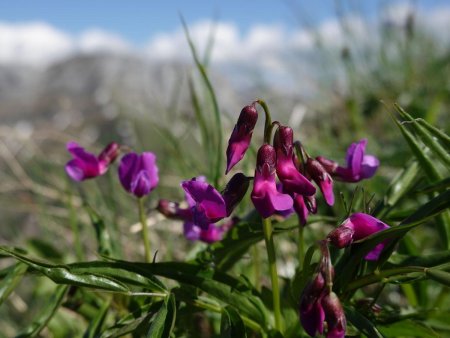 Quelques sabots de mauve...