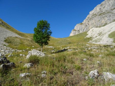 L’arbre isolé, au pied duquel il faut passer. Direction le col, mais si l’on veut se préparer aux pentes à venir, monter à gauche directement à la Tête du Château : ce sera un bon échauffement, et un beau point de vue sur le versant à parcourir.