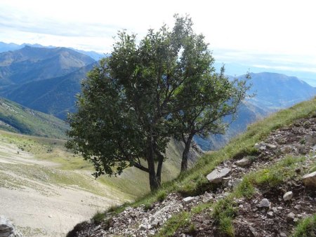 Le premier arbre