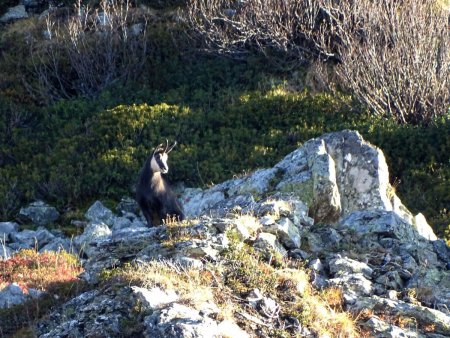 Des chamois en veux-tu en voilà !