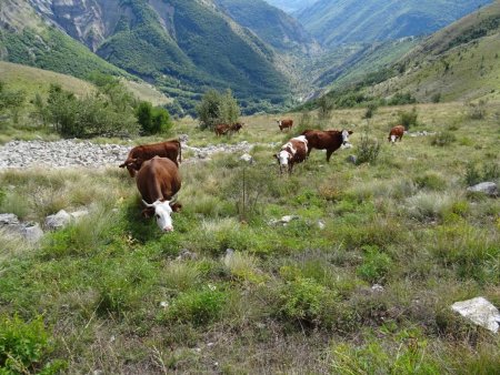 Tiens ! Les vaches sont montées jusqu’ici