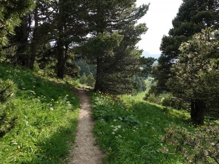 Un tranquille sentier à travers la forêt clairsemée...