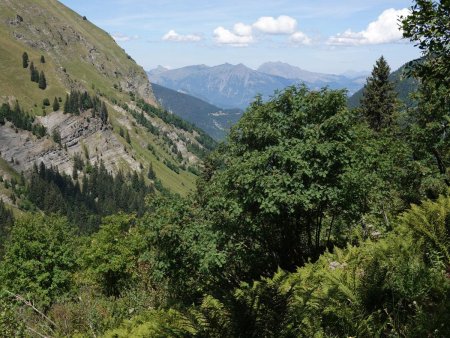 Une discrète sente à travers les fougères...