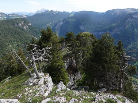 Arbres clairsemés.