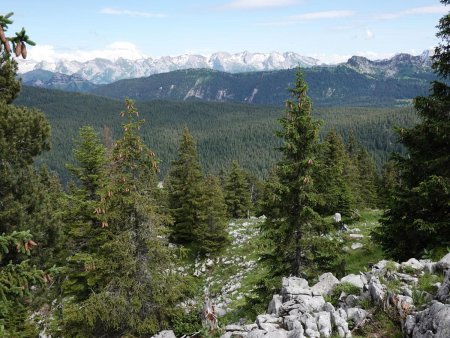 Immenses forêts...