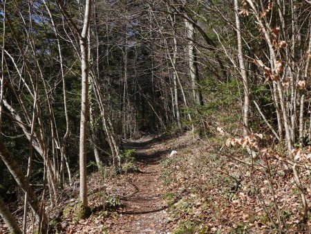 C’est parti dans la forêt à la douceur printanière.