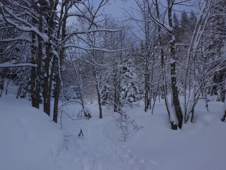 A travers la forêt saupoudrée...