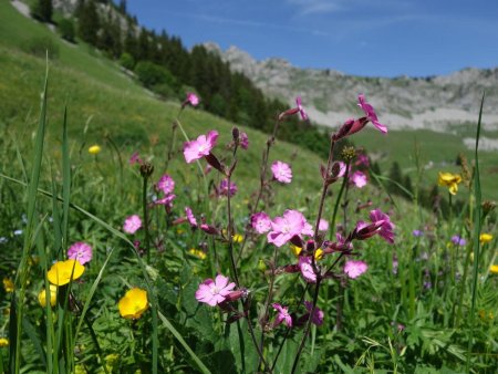 Un bouquet de silènes pour la couleur.