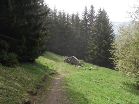 A la sortie du bois