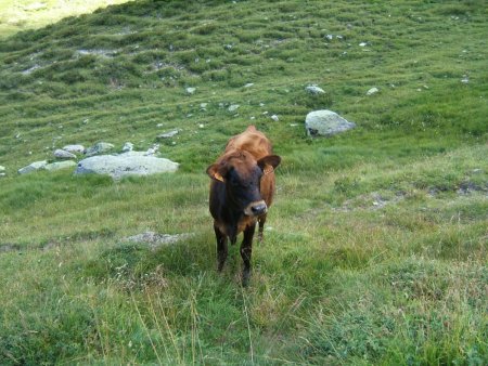 Le plancher des vaches c’est mieux pour les chevilles