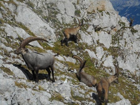 Bouquetins sur la fin de l’arête.