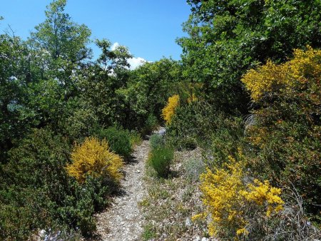 Sentier de la crête du Molard.