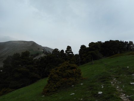 On retrouve la forêt - Coste Folle en haut à gauche