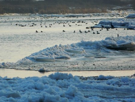 La Loire. Les canards sont là !