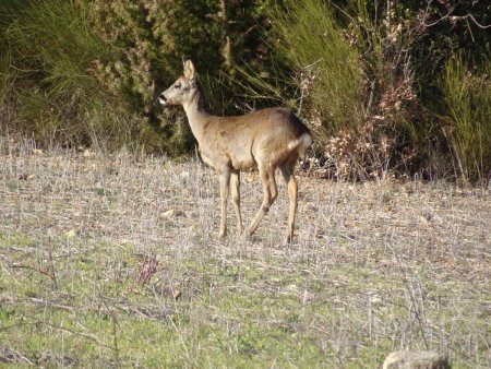 Rencontre