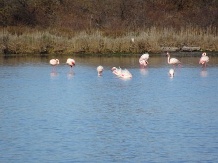 Flamants roses