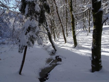 Forêt du Tal