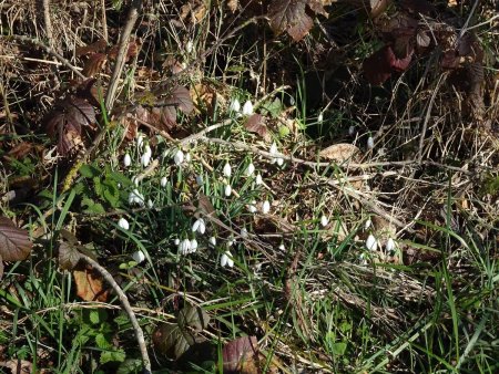 Bientôt le printemps