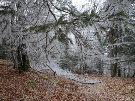 Aiguilles de givre sur aiguilles d’épicéa