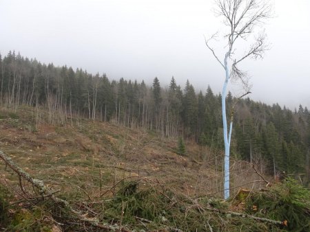 Seul l’arbre bleu reste