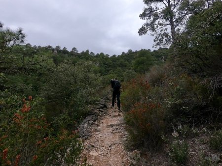 Sur le sentier en montant vers le Mas de l’Arbousier.