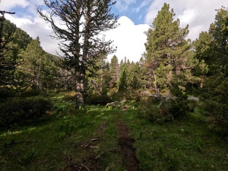 La forêt est très sauvage.