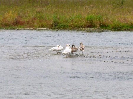 Cygnes