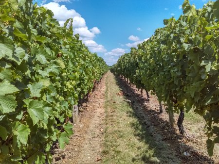 Au coeur du vignoble