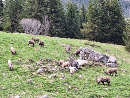 des bouquetins comme s’il en pleuvait