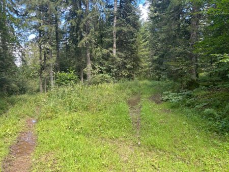 Le Chemin du Bas de la Joux commence à se perdre dans la végétation...