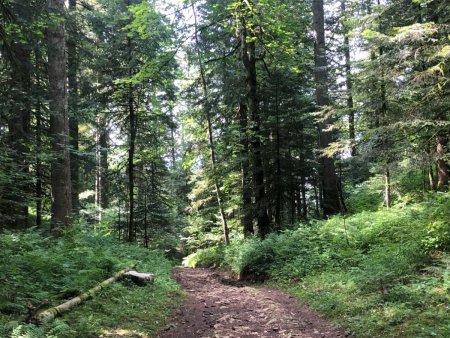 Montée au belvédère de Maguenay