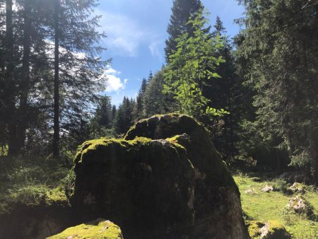 La Pierre des Pestiférés, non indiquée et bien cachée dans son bosquet d’épicéas...