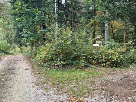 Le Bois des Roches, à la croisée des chemins.