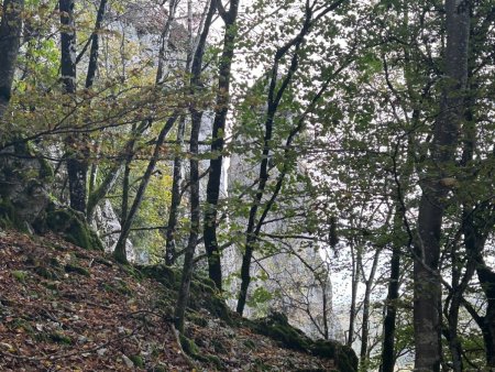  Il faut bien l’avouer, le Moine de la Vallée a une tête de gland !