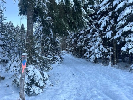 Le passage de clôture en lisière, à ne pas manquer. Une chance, il y a un balisage «sauvage»...