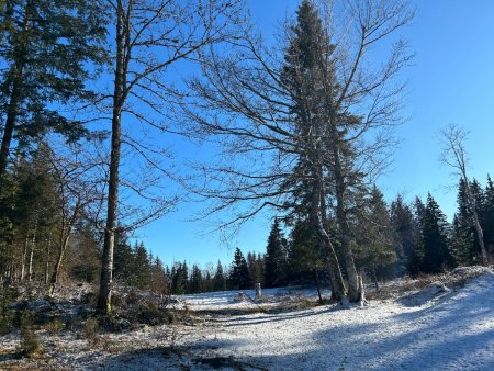 La Combe Parrod, zone de pré-bois réconfortante à la sortie du bois