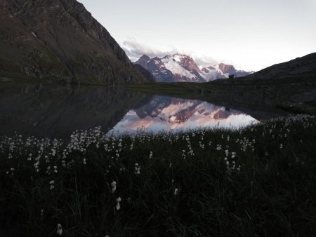 lac du Goléon au soir, linaigrettes et la Meije en reflet 