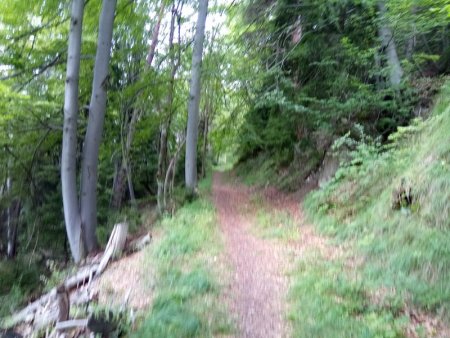 Montée douce dans la dense forêt