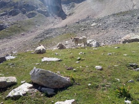 Belles prairies et vaches dans la descente par le Vallon du Peyron