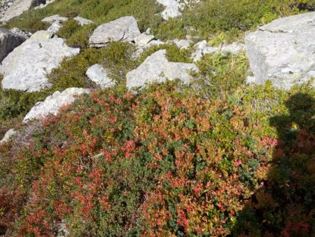 Plants de myrtilles dans la descente...